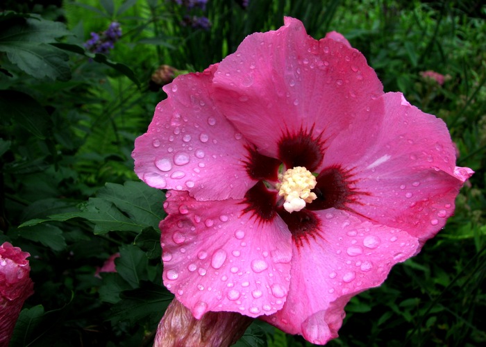 Hibiscus syriacus