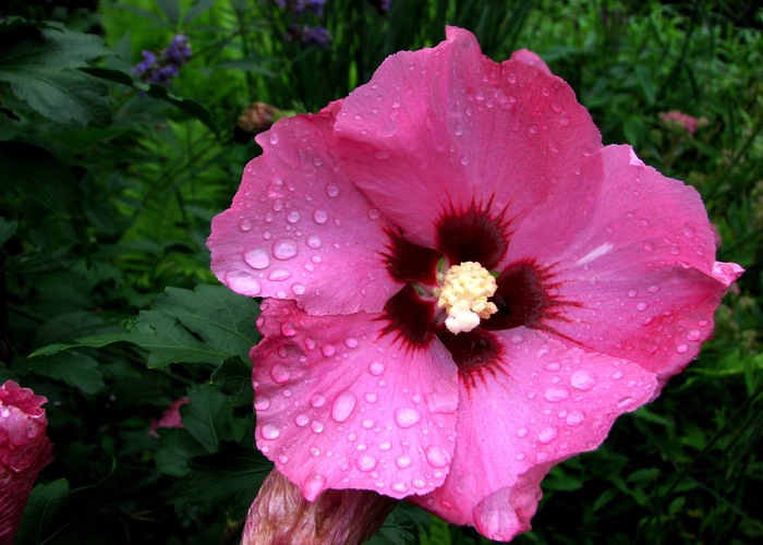 Hibiscus syriacus